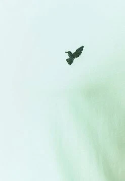 Réduction Pier One T-shirt basique t-shirts col rond homme -VêtementsElite Boutique aa75eabb00fe4d03a62c6a634ae2c33e